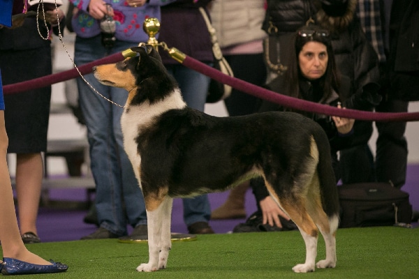Collie. 