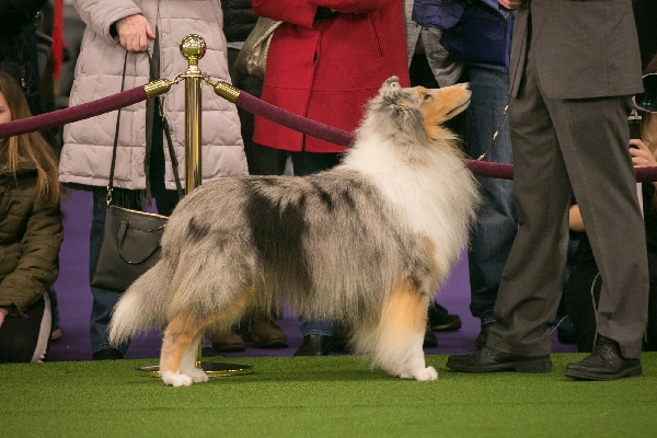 Collie.