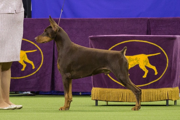 Dog Breeds Dogster