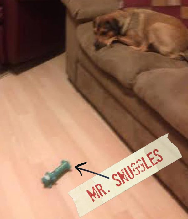 FF_Dogster_AskFrankQuestionPhotos_MrSnuggles