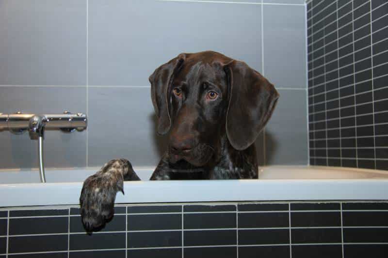 Five month old german shorthaired pointer male dog in the bathtub