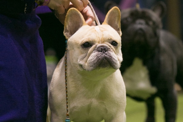 French Bulldog. 