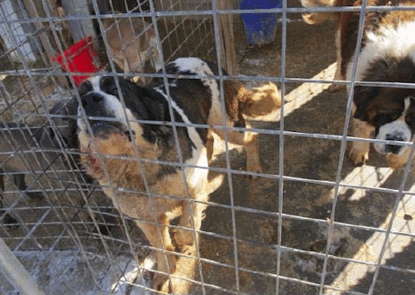 These breeding Saint Bernards are kept in inhumane conditions. (Photo by Gary Felts)