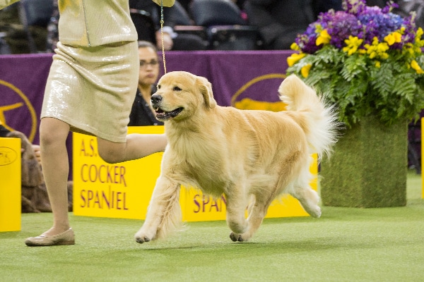 Golden Retriever.