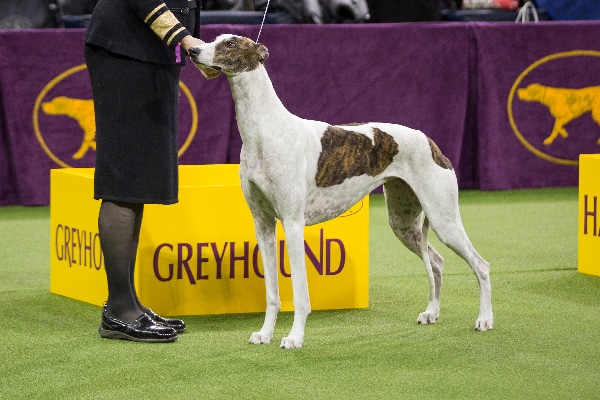 Greyhound. 