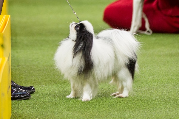 Japanese Chin. 
