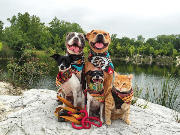 KaseyDogs3