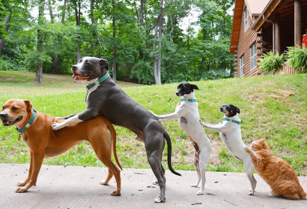 KaseyDogs4