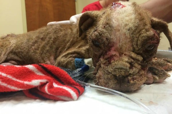 Libre's condition indicated long-term neglect. (Photo courtesy Dillsburg Veterinary Center's Facebook page)