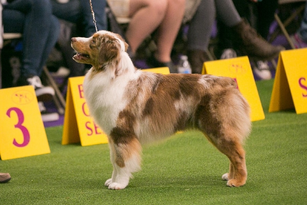 a mini australian shepherd