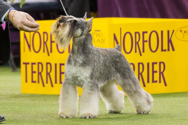 kennel club miniature schnauzer breeders