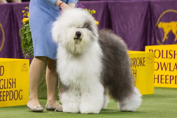 Old English Sheepdog.