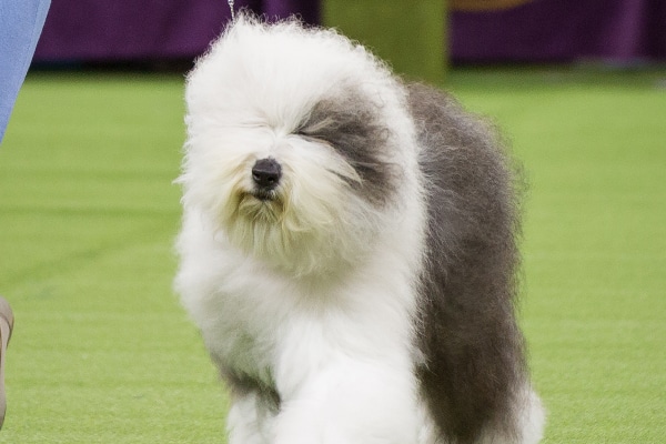 Old English Sheepdog. 