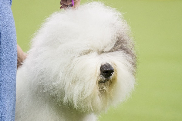 Old English Sheepdog.