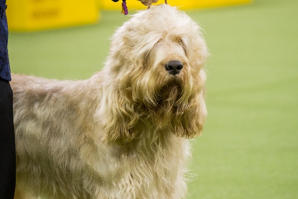 Otterhound. 