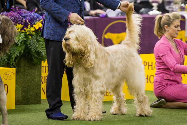 Otterhound. 