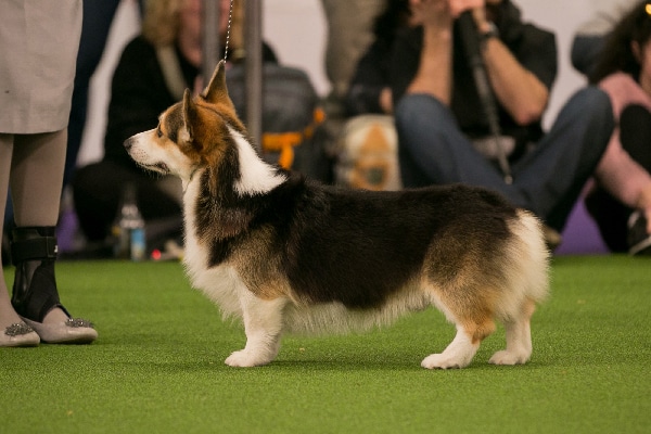 Facts About Pembroke Welsh Corgis