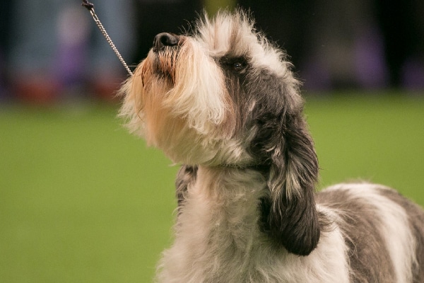 Petit Basset Griffon Vendeen. 