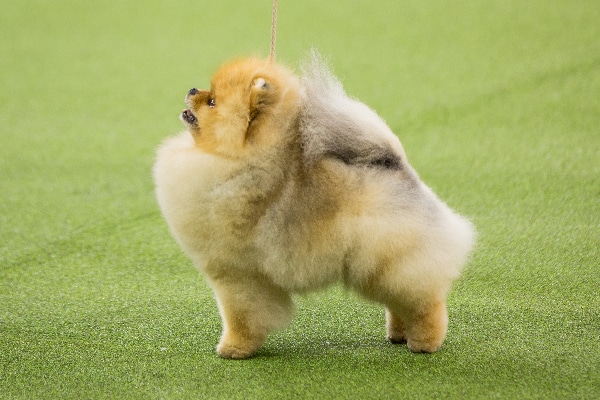 Pomeranian.