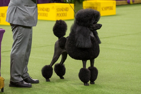 big poodle dog