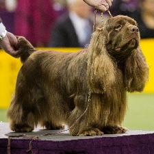 All About the Sussex Spaniel Dog Breed