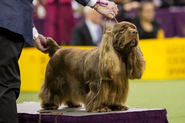 Sussex Spaniel.