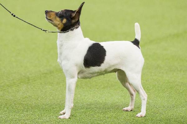 Toy Fox Terrier