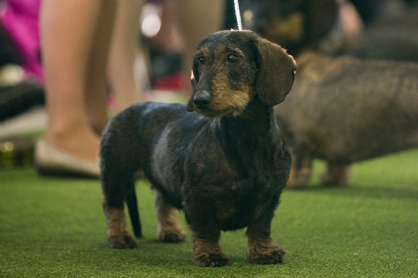 Wirehaired Dachshund. 