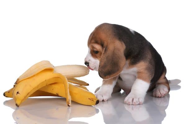 A beagle puppy eating a banana.