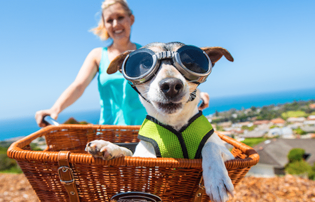 bicycle attachments for dogs