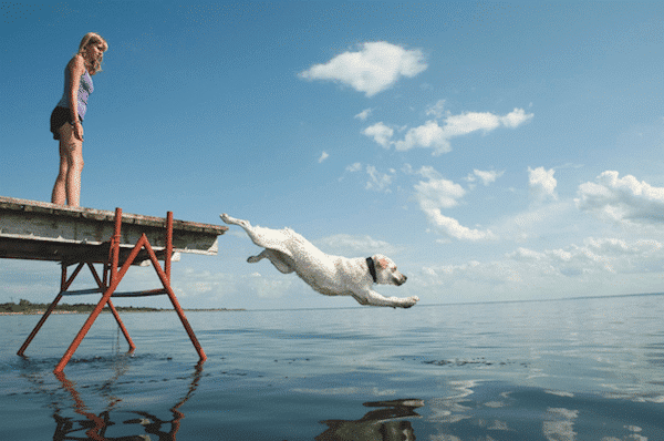 Dog jumping off a dock by Wojciech Gajda/iStock.