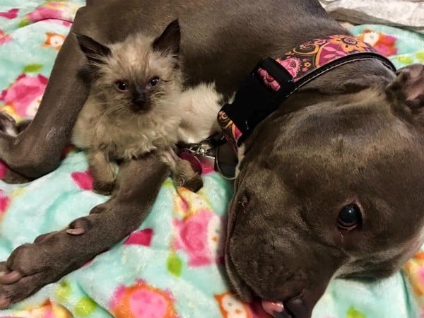 Everyone loves Ruby -- even this foster kitten. (All photos courtesy Ruby's Facebook page)