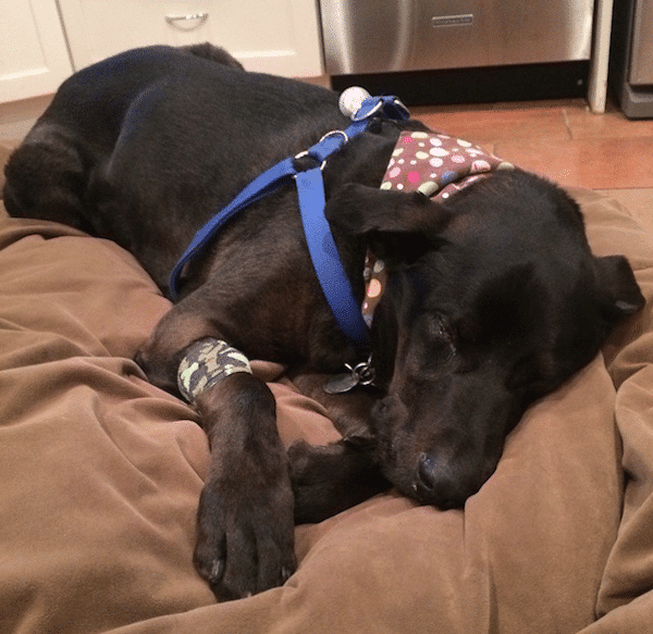 Harris resting after his dental procedure. (Photo by Chris Corrigan Mendez)