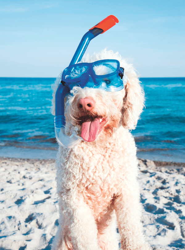Dog on the beach by Shutterstock.