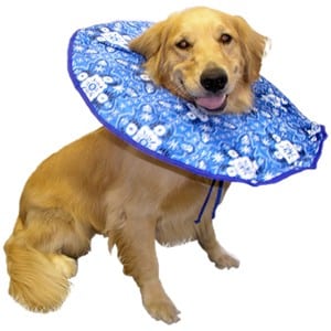 E Collar Alternatives For Small Dogs E Collar Alternatives For Small Dogs
