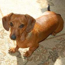 Facts About the Miniature Dachshund Dog Breed