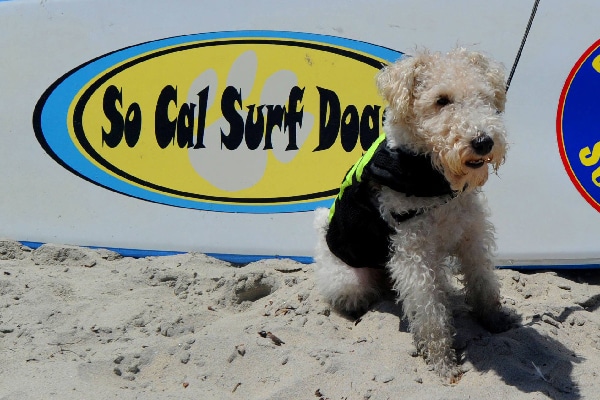 Wire Fox Terrier.