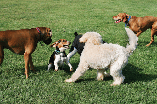 Dogs at a park by Shutterstock.