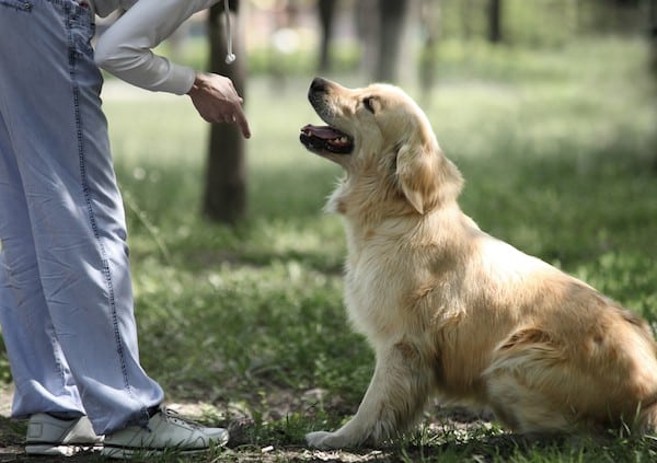 Woman training dog by Shutterstock.