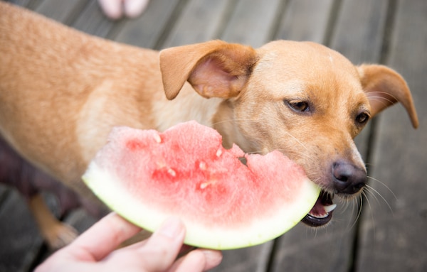 Dog eating watermelon.