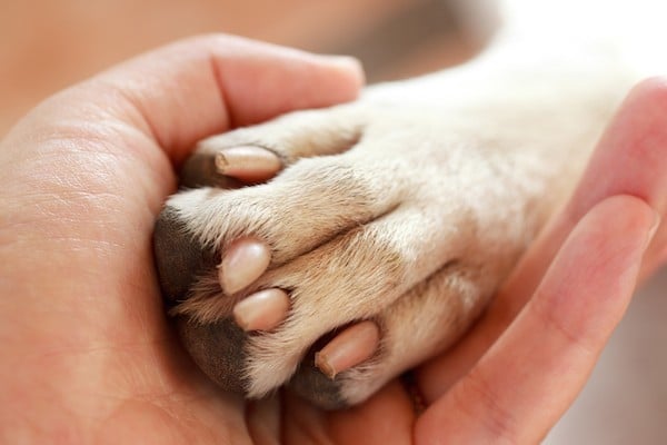 Human hand and dog paw by Shutterstock.