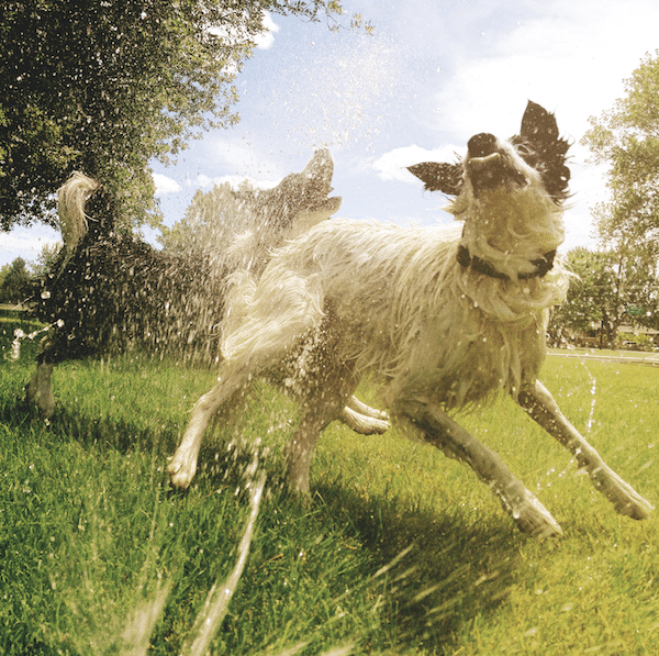 Sprinkler fun by Mie Ahmt/iStock.