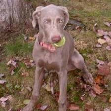All About The Weimaraner Weimaraner