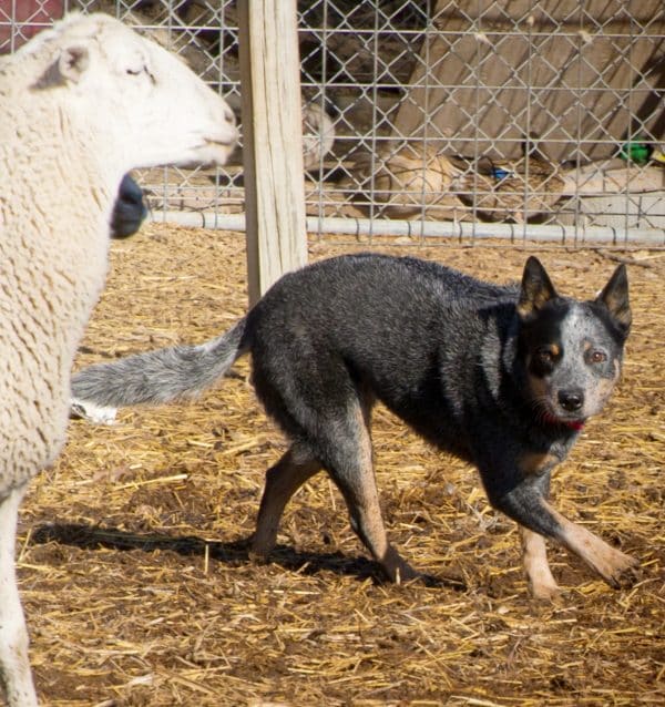 Australian Cattle Dog courtesy Sherry Clark. Field and Ranch Photography