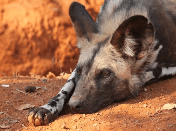 AfricanWildDogsElder