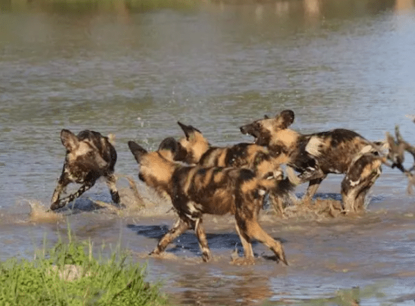 AfricanWildDogsPlaytime