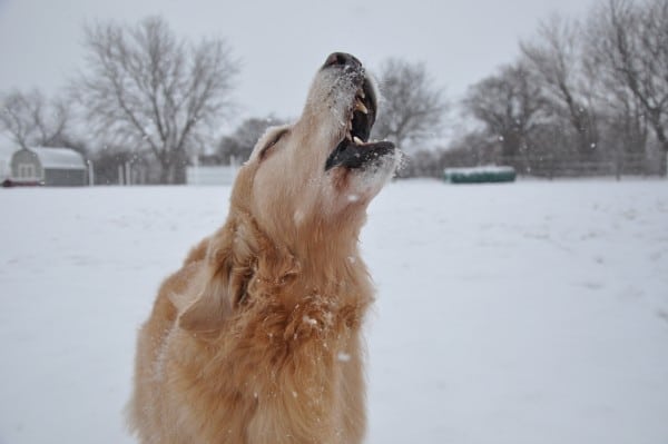 Golden Retriever courtesy Dana Nelson www.affinitydogtraining.com