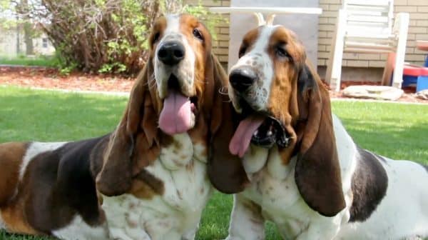 Basset Hound courtesy Jennie Hibbert