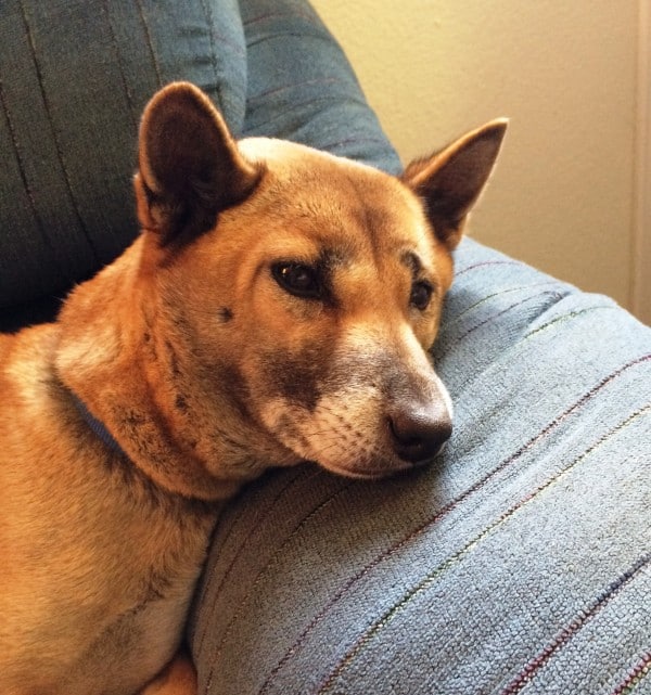 New Guinea Singing Dog courtesy Greg Bradshaw