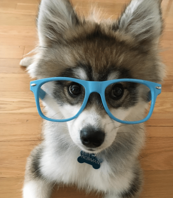NormGlasses